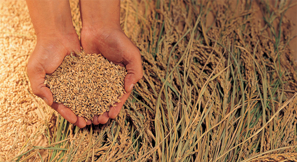 Two cupped hands cradling grains with golden stalks softly blurred behind them, warm brown and sun-amber tones, calm and grounded mood.